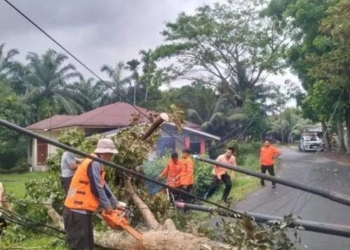 Binjai Diterjang Hujan-Angin Kencang, Pohon Tumbang