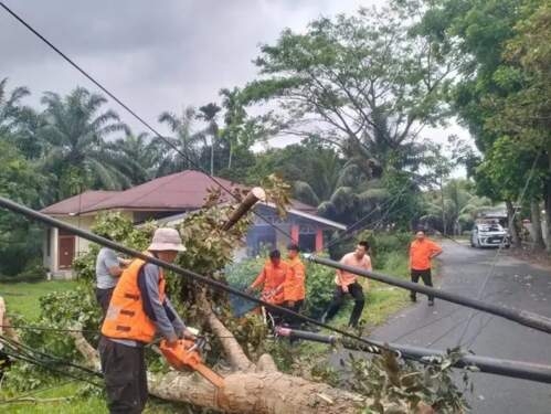 Personel BPBD Binjai memotong batang pohon tumbang agar bisa segera disingkirkan.