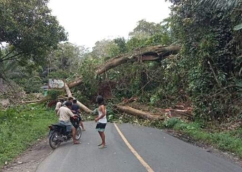 Pohon Tumbang di Tapsel Timpa Rumah Warga