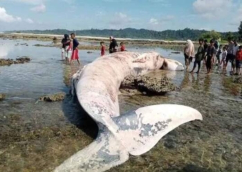 Ikan Paus Mati Terdampar di Pulau Simeulue