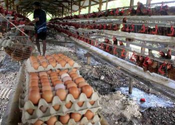 Harga Ayam dan Telur Anjlok!
