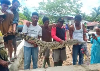 Bandar Khalifah Digegerkan Buaya Sangkut di Jaring