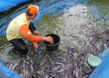 10 Jenis Ikan Tinggi Protein, Ini Daftarnya