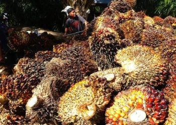 Harga TBS Sawit di Sumut Semakin Lesu