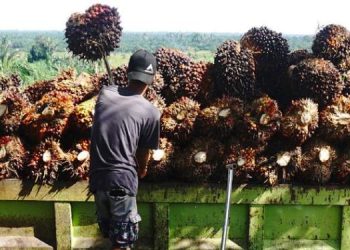 Harga TBS Sawit di Sumut Turun