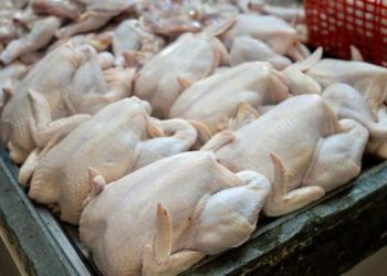 Harga Daging Ayam di Sumut Anjlok