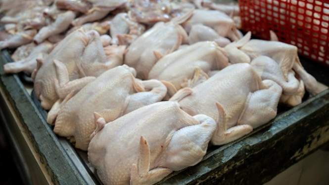 Foto: Ilustrasi daging ayam.