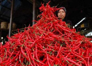 Januari-Maret 2025, Indonesia Impor Cabai 13.629 Ton