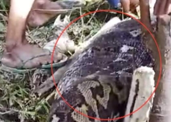 Tragis! Wanita Lansia Tewas Ditelan Ular Piton Ukuran 6 Meter