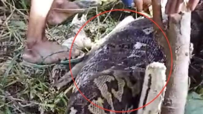 penampakan ular piton yang memangsa seorang nenek di sidrap dokumen istimewa 1743574147118 169