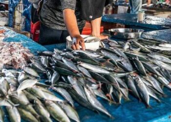 Duh! Harga Ikan Laut di Medan Naik Tajam