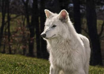 Serigala Dire Wolf Punah Ribuan Tahun Lalu Muncul Kembali