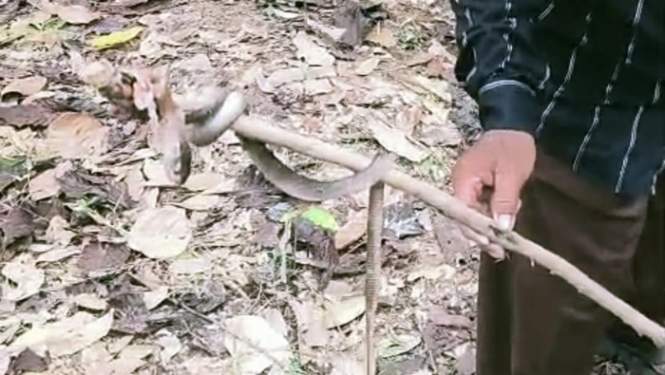 Foto: Warga menangkap ular kobra yang diduga menggigit salah satu korban.