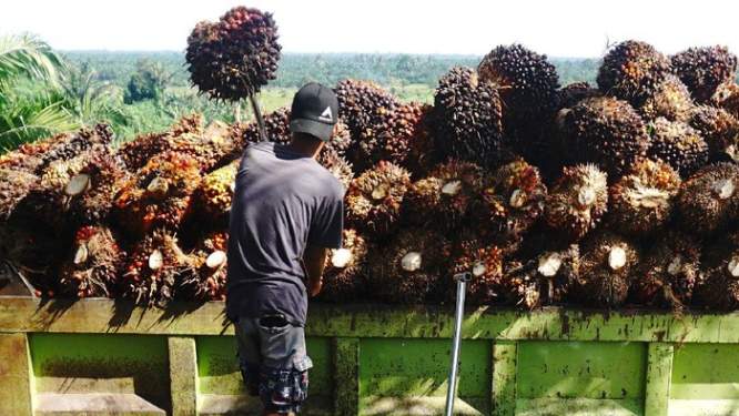 Foto: Tandan buah segar (TBS) sawit.