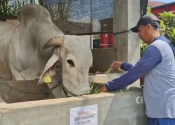 Foto: Sapi Milik Warga Kabupaten Kediri Dibeli Presiden Prabowo Subianto untuk Idul Adha 5