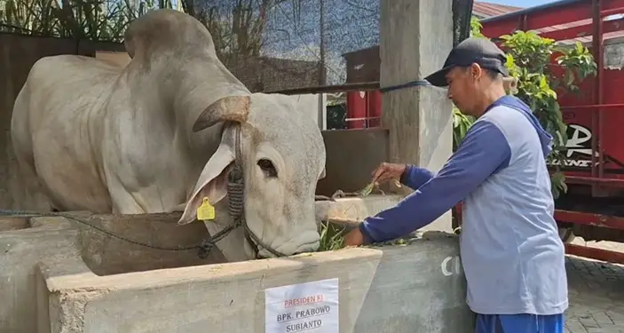 Foto: Pemilik sapi, Mohamad Rofik (37), warga Desa Pranggang, Kecamatan Plosoklaten, Kabupaten Kediri.(Istimewa)