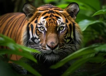 Foto: Lembu Warga di Langkat Dimangsa Harimau 8