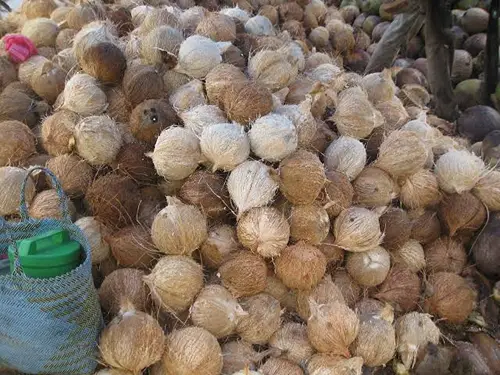 Foto ilustrasi kelapa parut.(Ist)