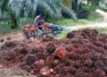 Ilustrasi tandan buah sawit.(istimewa)