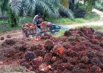 Ilustrasi tandan buah sawit.(istimewa)