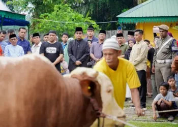 Foto: Rico Waas Saksikan Penyembelihan Sapi Kurban Presiden Prabowo Subianto 1