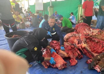 Foto: PDHI Cabang Sumut Pastikan Hewan Kurban Aman, Sehat, Utuh dan Halal 8