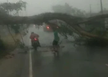 Pohon Mahoni besar jatuh di tengah Jalinsum di Desa Paluh Manis, Kecamatan Gebang, Kabupaten Langkat.(Istimewa)