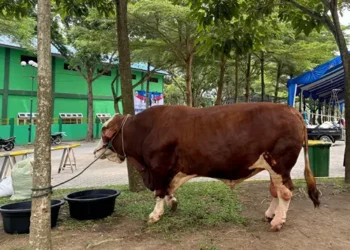 Foto: Gubernur Bobby Nasution Salat Iduladha di Lubukpakam dan Saksikan Penyembelihan Kurban Presiden 4