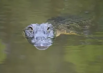 Foto: Seorang Nelayan di Labura Selamat dari Serangan Buaya 3