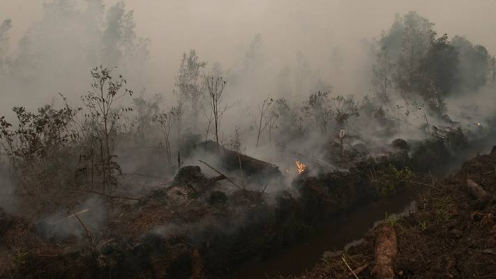 Foto: Ilustrasi kebakaran hutan dan lahan.(Istimewa)