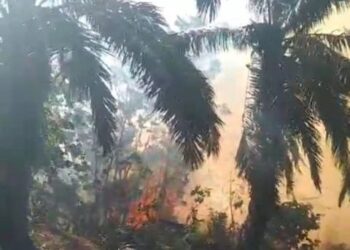Foto: Kebakaran Lahan dan Kebun Sawit di Langkat Masih Terjadi 7