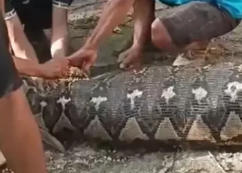 Foto: Pria Tua di Buton Meninggal Ditelan Ular Piton 7