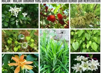 Foto: Tanaman Ini Diyakini Dapat Membantu Mengobati Berbagai Macam Penyakit 5