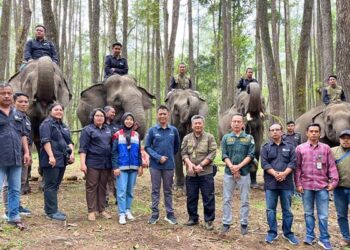 Melalui kolaborasi bersama Posyandu Gajah dan Aek Nauli Elephant Conservation Camp (ANECC), Pertamina berupaya mendukung pelestarian gajah sambil mendorong Aek Nauli sebagai destinasi wisata edukasi yang berkelanjutan.(Dok:Pertamina)