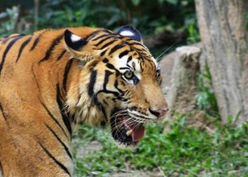 Foto: Warga Diimbau Waspada, Harimau Liar Muncul di Jalur Kayu Menang - Kuala Baru 3