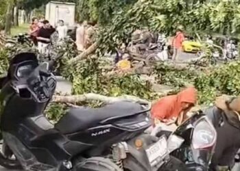 Foto: Angin Kencang di Stabat, Pohon Mahoni Tumbang Timpa Sejumlah Pengendara Motor 9