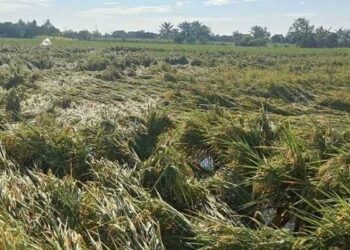 Foto: Hujan Angin di Binjai Rusak Ratusan Hektare Sawah, Petani Khawatir Gagal Panen 3