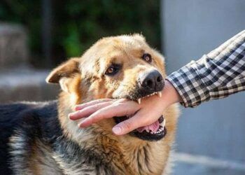 Foto: Wabah Rabies Meluas, Otoritas Thailand Tetapkan Bangkok dan Sekitarnya sebagai Zona Epidemi 10