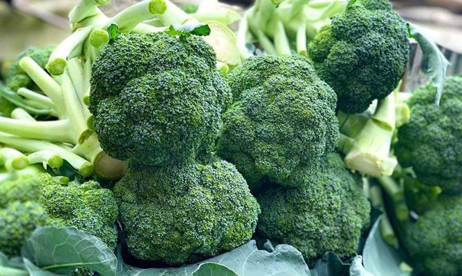 Foto sayur brokoli.(Ist)