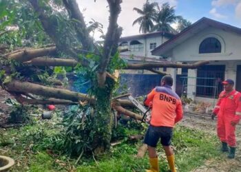 Foto: Pematangsiantar Porak-poranda Dihantam 27 Pohon Tumbang 3