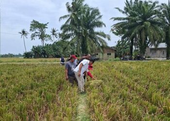 Perum BULOG Kanwil Sumatera Utara (Sumut) menyatakan kesiapannya  menerima dan menyerap Gabah Kering Panen (GKP) dari hasil panen petani di seluruh wilayah Sumut.(Dok:Bulog Sumut)