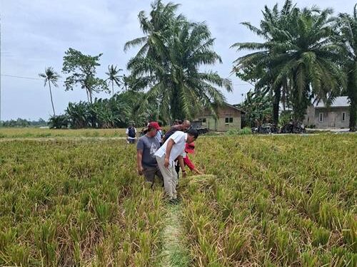 Perum BULOG Kanwil Sumatera Utara (Sumut) menyatakan kesiapannya  menerima dan menyerap Gabah Kering Panen (GKP) dari hasil panen petani di seluruh wilayah Sumut.(Dok:Bulog Sumut)