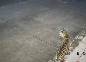 Foto: Harimau Sumatera Terjebak di Kantor BRIN Agam, Diduga Kejar Anjing 8