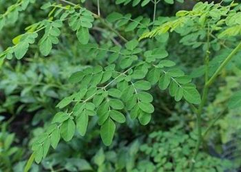 Foto: 7 Cara Optimal Mengonsumsi Daun Kelor: Bukan Hanya Direbus Biasa  3