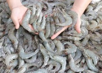 Foto: Ekspor Udang ke AS Aman, KKP Jamin Rantai Produksi Bebas Radioaktif 1