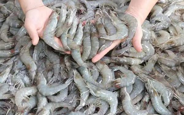 Ilustrasi udang. (Freepik.com)