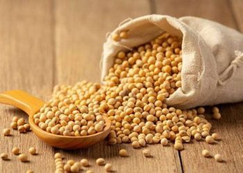 Foto: 9 Jenis Sayuran Tinggi Protein: Rahasia Diet Kenyang Lebih Lama untuk Turun Berat Badan Optimal 5