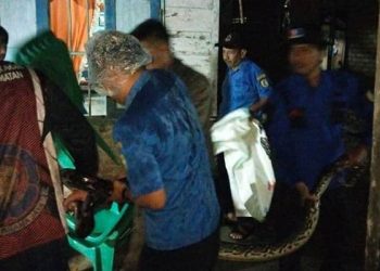 Foto: Damkar Sergai Tangkap Ular Piton 4,5 Meter di Dapur Warga Saat Hujan Deras 4