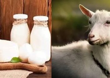 Foto: Lebih Unggul dari Susu Sapi? Ini 5 Manfaat Utama Susu Kambing untuk Kesehatan 1