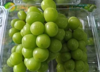 Foto: Anggur Si Superfood Kulit! Kaya Antioksidan Resveratrol Cegah Penuaan 4